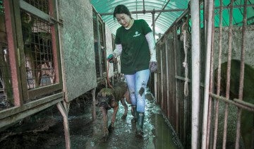 Dogs being rescued from a dog meat farm in South Korea