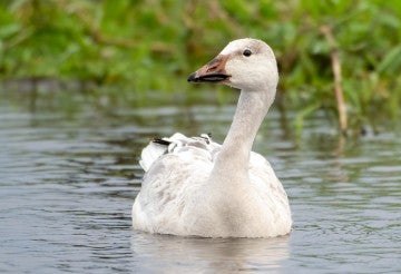 Snow goose shows up in central Florida