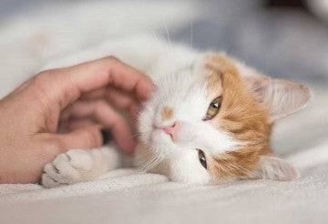 Close up of a senior cat being pet 