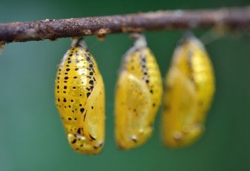 row of yellow pupae