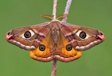 closeup of a moth