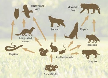 chart showing how toxins in rodenticide hurt a food chain