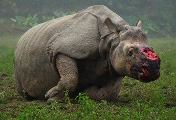 Living rhino suffering with horn removed