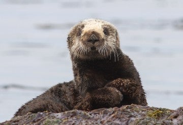 Sea otter sitting on a rock