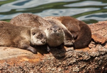 Trio of river otters basking in the sun on floating log