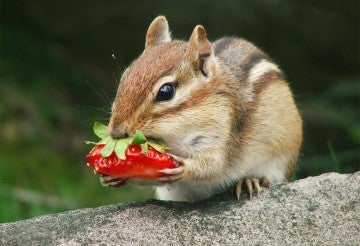 chipmunk eating a strawberry