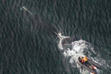 Photo of rescuers attempting to free an entangled right whale