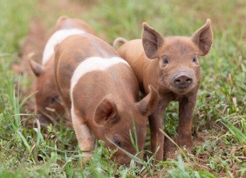 Brown piglets in a grassy field