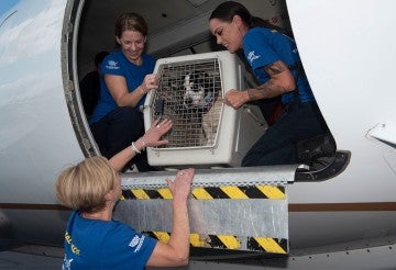 Three peopl helping a dog from a transport plane