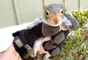Person holding baby squirrel with gloves