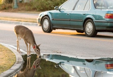 A tagged doe drinks from a puddle on the side of the road