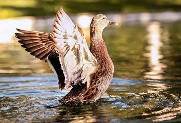duck taking flick from water