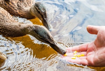 ducks in water eating corn from an outstretched hand