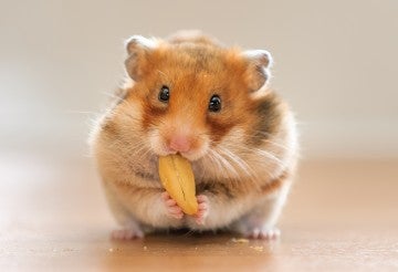 A pet hamster chews on a small nut