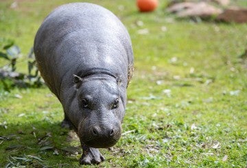 Hannah the pygmy hippo at the Fund for Animals Wildlife Center