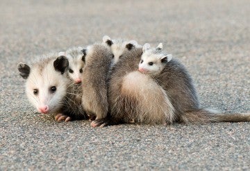 mother opossum with kits crossing the road