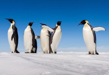 Group of cute Emperor penguins