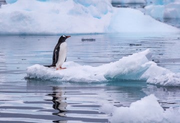 Gentoo Penguin standing alone on a small iceberg floating off the coast of  Antarctica
