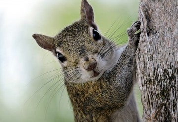 Squirrel looking at camera climbing tree