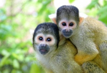 a juvenile squirrel monkey rides on their mom's back 