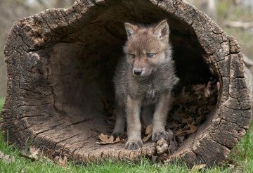 Small wolf pup standing in a hollow log on the ground