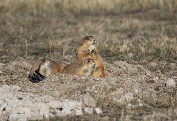 What to do about prairie dogs | The Humane Society of the United States