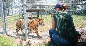 Photo of Senior animal caregiver Christi Gilbreth visiting with Elsa the tiger.