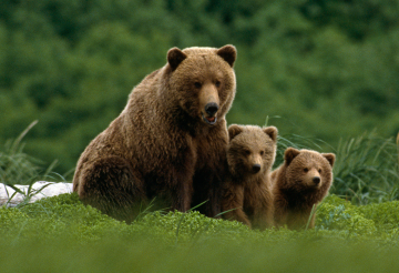 Grizzly bear mother with two cubs