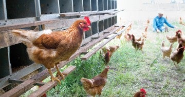 Photo of a hen in an free-range farm