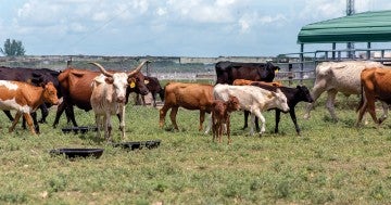 Cows in a pasture
