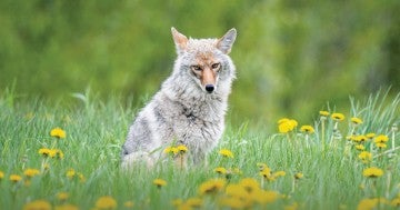 Coyote in a wildflower field
