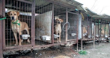 Dogs in dirty cages in a dog meat farm