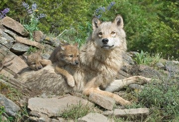 Wolf with her cubs at den site in Montana