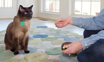 Woman training her cat with a clicker and stick.