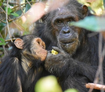 Mother and baby chimps in Gombe Stream National Park in Tanzania