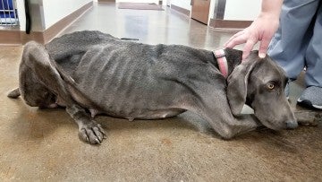 Pearl shown after rescue, very thin with her ribs showing.