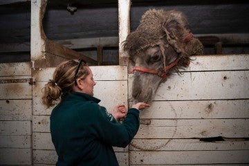 Rescuer Kelly Donithan offers comfort to a camel called George during the 2019 rescue.