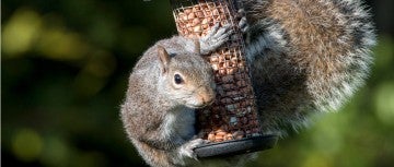 Squirrel hangs onto a bird feeder that is not squirrel-proof
