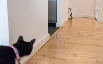 Two cats stand at opposite ends of a hallway, looking at each other threateningly