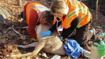 HSUS team prepares to inject a white-tailed deer with PZP 