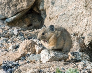 Pika sitting on rocks with his mouth open.