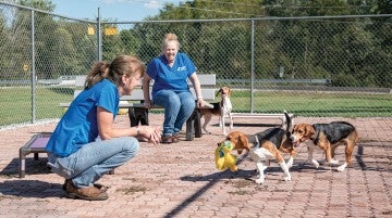 Veterinary technician Lori Wetzel (far left) and shelter technician Tonya Hays enjoy beagle playtime.