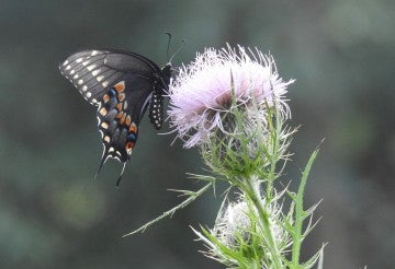 Butterfly landing on a thistle plant.