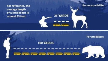 Graphic showing the appropriate distance between you and various types of wildlife.