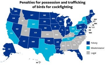 US map showing in which states cockfighting is legal, considered a misdemeanor or a felony.