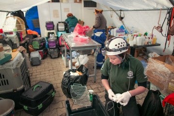 Disaster responders help local veterinarians run a field clinic for injured and rescued animals.