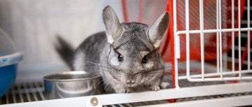 grey chinchilla is sitting in pet cage