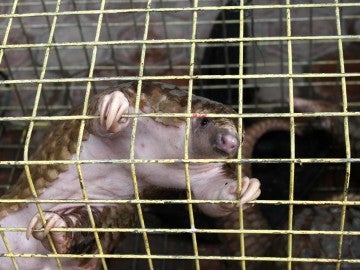 pangolin hanging on the side of a small wired cage