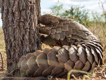 A Temminck's Ground Pangolin forages for termites in the wild in South Africa.
