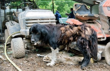 A dog with severely matted fur